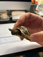 Tortue hermann male femelle de 4 á 7cm, Dieren en Toebehoren, Reptielen en Amfibieën, Schildpad