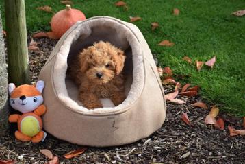 Beau chiot caniche poilu