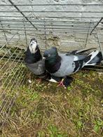 Pigeons, Animaux & Accessoires, Oiseaux | Pigeons