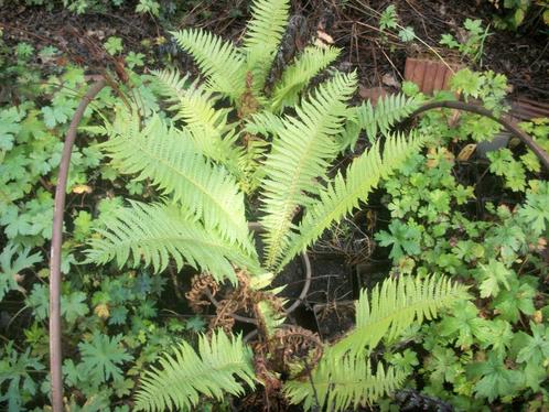 Varen in pot van hobbykweek, Tuin en Terras, Planten | Tuinplanten, Vaste plant, Varens, Halfschaduw, Ophalen