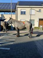 trekpaard, Dieren en Toebehoren, Merrie, Minder dan 160 cm, Gechipt, 0 tot 2 jaar