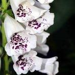 Digitalis Dalmation White speciale actie, Enlèvement, Mi-ombre