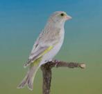 Agaatpastel groenvink, Dieren en Toebehoren, Vogels | Overige Vogels, Meerdere dieren, Wildzangvogel, Geringd