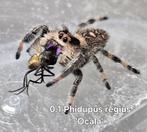 Phidupus regius 'Ocala', Dieren en Toebehoren, Insecten en Spinnen