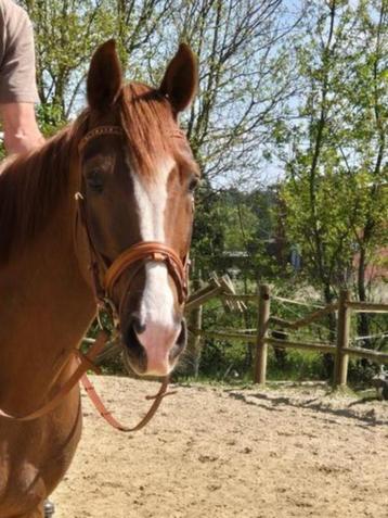 Wandel-recreatie paard  beschikbaar voor biedingen