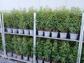 Portugese laurier beschikbaar voor biedingen