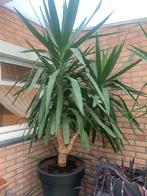 Jucca boom/plant, Huis en Inrichting, Ophalen