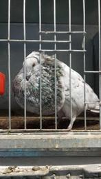 Een doffer Gaditano te koop, Dieren en Toebehoren, Mannelijk, Kropper