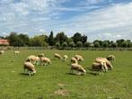 Jonge ooien schapen te koop, Dieren en Toebehoren, Vrouwelijk, Schaap, 0 tot 2 jaar