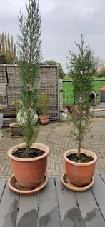 cipres boom, Tuin en Terras, Ophalen