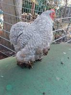 Cochin kriel hennen 2025