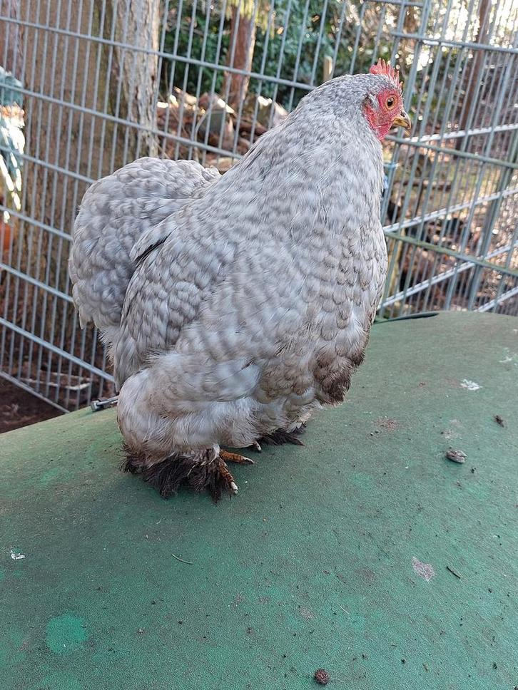 Cochin kriel hennen 2025, Dieren en Toebehoren, Pluimvee