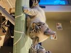 Brits korthaar,, Poes, Gechipt, 0 tot 2 jaar
