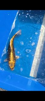 Koi te koop, Dieren en Toebehoren, Vissen | Vijvervissen, Karper of Koi