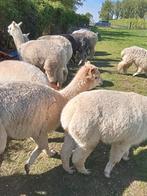 Alpaca, Dieren en Toebehoren