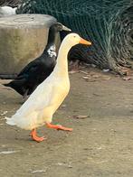 Mooi koppel loopeenden, Dieren en Toebehoren