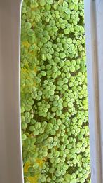 Salvinia minima te koop, Ophalen