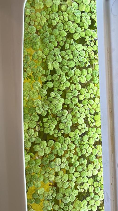 Salvinia minima te koop, Dieren en Toebehoren, Vissen | Aquaria en Toebehoren, Ophalen