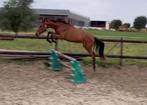 3jr springpaard, heel goeie afstamming, Dieren en Toebehoren, Paarden, Springpaard, Minder dan 160 cm, Gechipt, Ruin