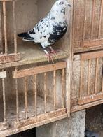 Pitrain doffer, Dieren en Toebehoren, Vogels | Duiven, Mannelijk, Postduif