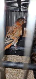 Mâle Métis tarin venuzelacanari avec cage, Dieren en Toebehoren, Ophalen, Zo goed als nieuw