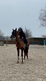 4 jarige merrie te koop, Dieren en Toebehoren, Paarden, Merrie, Zadelmak, 3 tot 6 jaar, Ingeënt