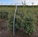 Osmanthus burkwoodii aan spotprijzen !, Tuin en Terras, Ophalen of Verzenden