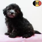 Maltipoo (teefjes, grijs) Belgische pups te koop, Dieren en Toebehoren, Honden | Chihuahua's en Gezelschapshonden, België, CDV (hondenziekte)