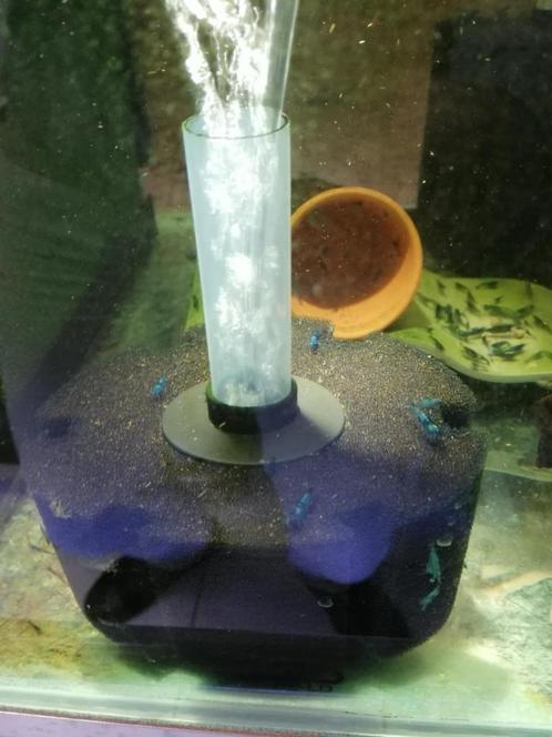 Lichtblauwe, blue diamond, garnalen, Dieren en Toebehoren, Vissen | Aquariumvissen, Zoetwatervis, Kreeft, Krab of Garnaal, Schoolvis