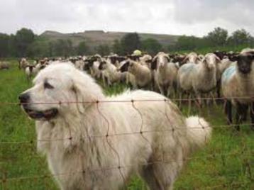 BESCHERM UW SCHAPEN OP NATUURLIJKE WIJZE beschikbaar voor biedingen