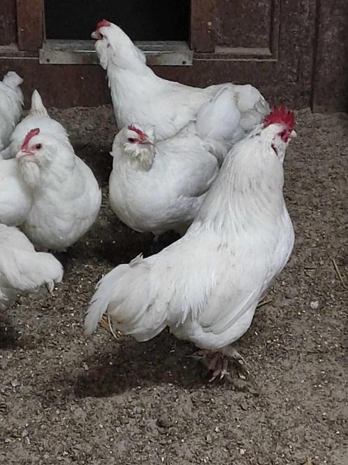 pluimvee, Dieren en Toebehoren, Pluimvee, Kip, Meerdere dieren
