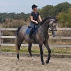 Super lieve spring gefokte merrie, Animaux & Accessoires, Chevaux, Jument