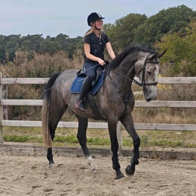 Super lieve spring gefokte merrie, Animaux & Accessoires, Chevaux, Jument