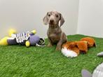 Dwergteckel pups, Dieren en Toebehoren, België, 8 tot 15 weken, Korthaar, CDV (hondenziekte)