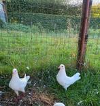 Witte duiven, 4 stuks beschikbaar., Dieren en Toebehoren