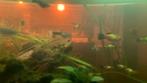 platy quariumvissen, Dieren en Toebehoren, Vissen | Aquariumvissen