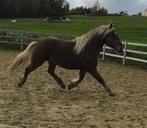 Fries x Comtois geheel getal, Dieren en Toebehoren, Paarden, Hengst, Gechipt