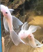 Ancistrus Snow-white en super red longfins 5cm!, Dieren en Toebehoren, Vissen | Aquariumvissen