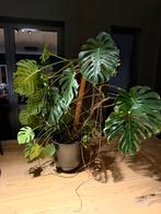 Zeer grote Monstera deliciosa – volwassen & gezond (met pot), Enlèvement