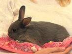 Dwergkonijnen, Dieren en Toebehoren, Konijnen