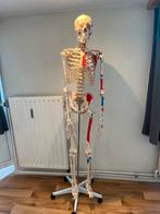 Squelette anatomique taille humaine à vendre, Ophalen, Zo goed als nieuw