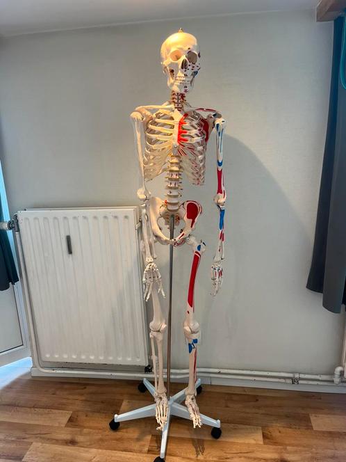 Squelette anatomique taille humaine à vendre, Diversen, Schoolbenodigdheden, Zo goed als nieuw, Ophalen