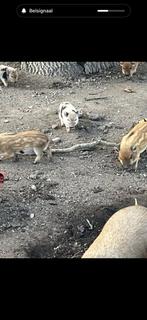 Hangbuik  varkentjes, Dieren en Toebehoren, Juni, Meerdere dieren