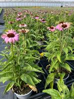 Echinacea purp. Pink Potmaat 17cm, Ophalen, Zomer, Vaste plant, Volle zon