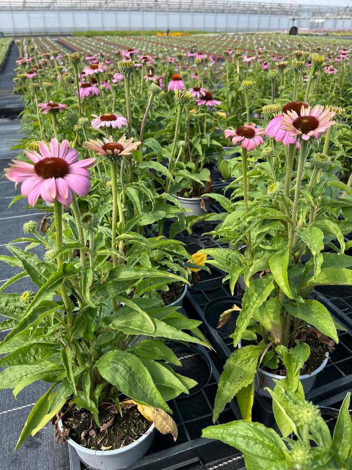 Echinacea purp. Pink Potmaat 17cm, Tuin en Terras, Planten | Tuinplanten, Vaste plant, Volle zon, Zomer, Ophalen