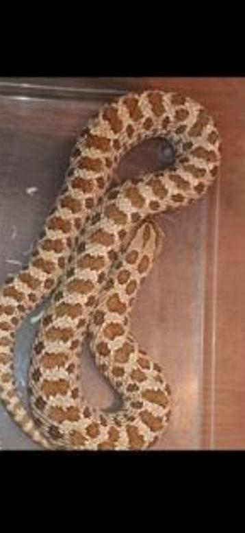 Haakneusslang#reptielen#kweekgroep beschikbaar voor biedingen