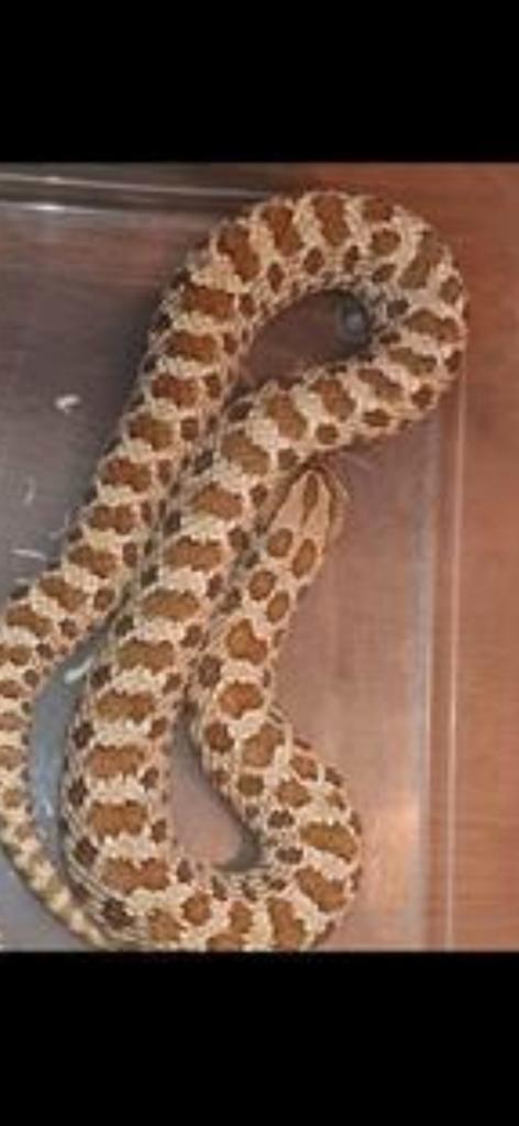 Haakneusslang#reptielen#kweekgroep, Dieren en Toebehoren, Reptielen en Amfibieën