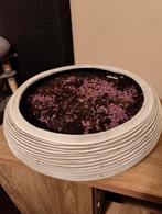 Grote boempot, Tuin en Terras, Bloembakken en Plantenbakken, Ophalen, Gebruikt