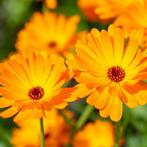 Zaden Goudsbloem Geel & Oranje, Ophalen of Verzenden, Zaad