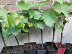 Druivelaar, Tuin en Terras, Planten | Tuinplanten, Ophalen